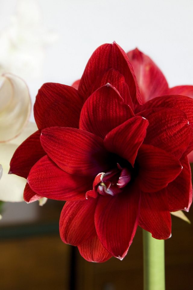 Amaryllis ‘Double Dragon’ Bulb #1