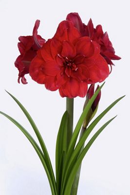 Amaryllis ‘Double Dragon’ Bulb
