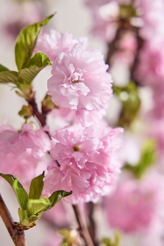 Seasonal Pink Blossom Branches #1