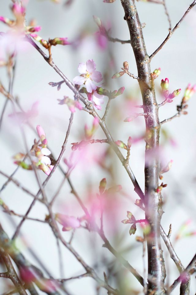 Seasonal Pink Blossom Branches #2