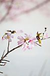 Seasonal Pink Blossom Branches #8