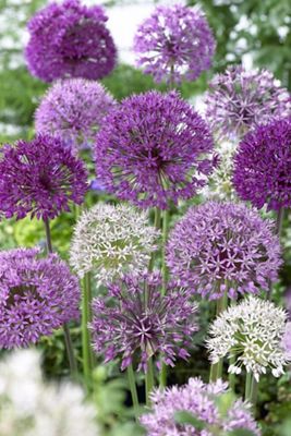 Wild About Allium Mix Bulbs
