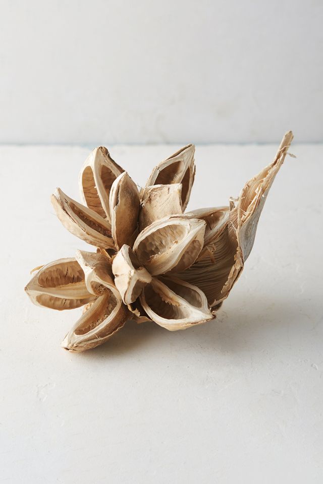 Dried Star Pod #1