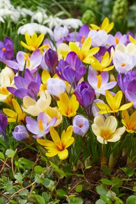 Crocus Species Mix Bulbs