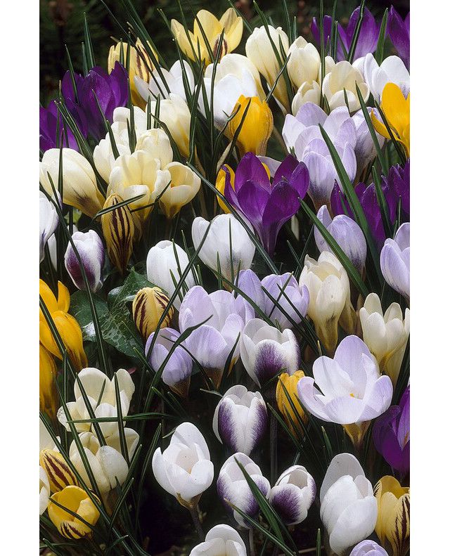 Crocus Species Mix Bulbs