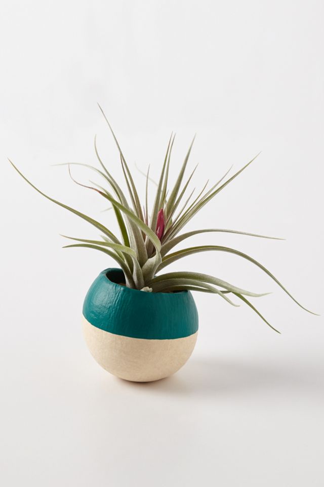 Air Plant Pods  #1