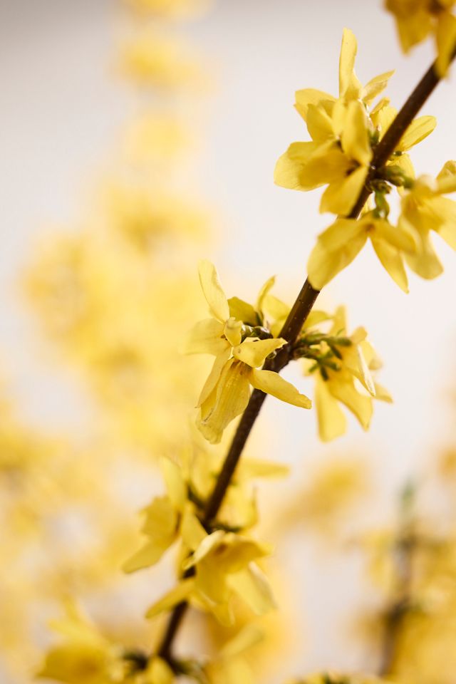 Forsythia Branches #1