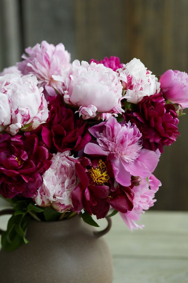 Fresh Peony Bunch #1