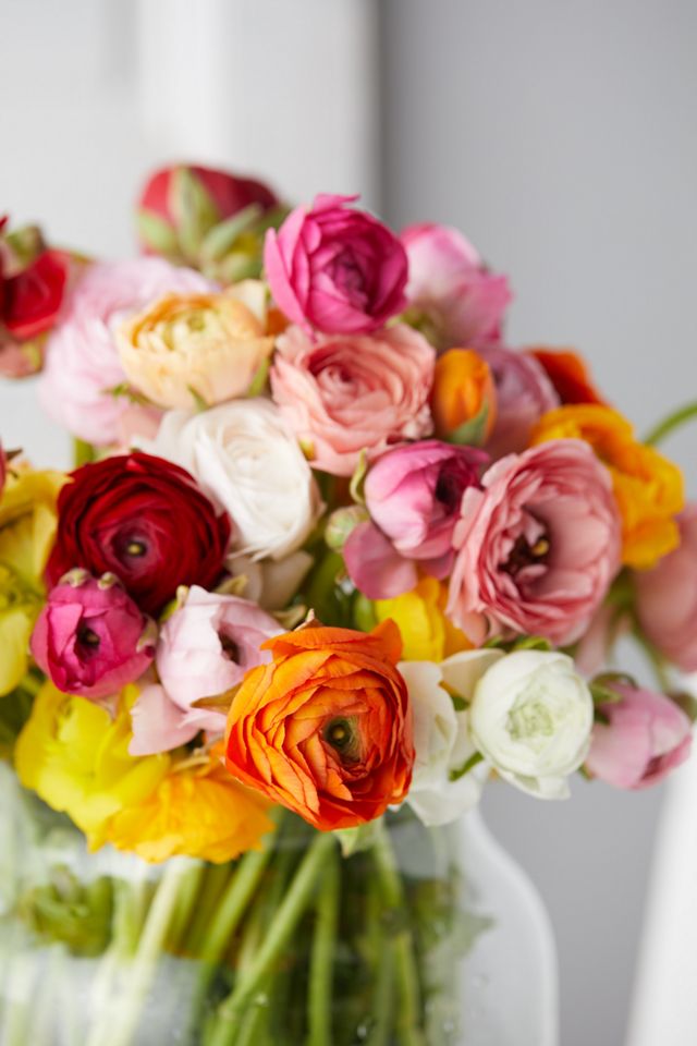 Fresh Ranunculus Bunch #3