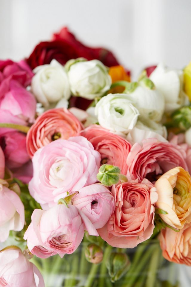 Fresh Ranunculus Bunch #4