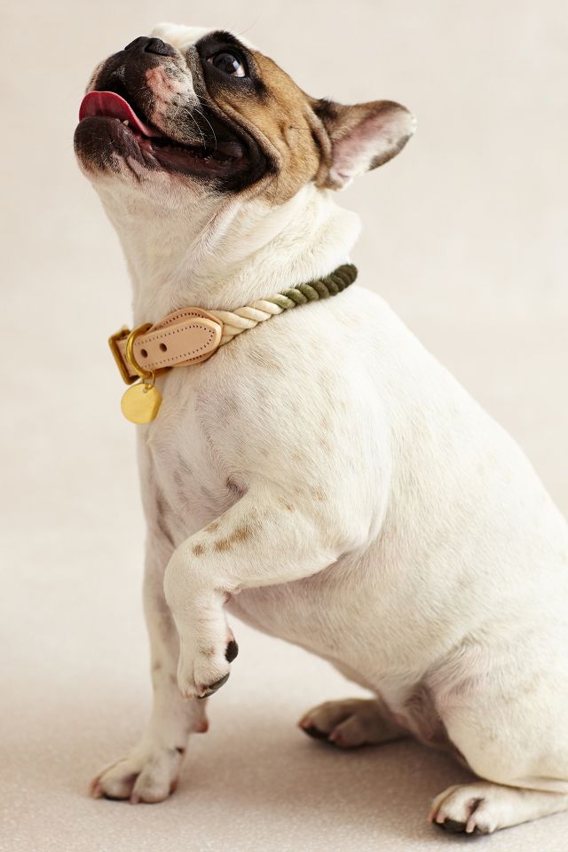 Anthropologie dog leash sales