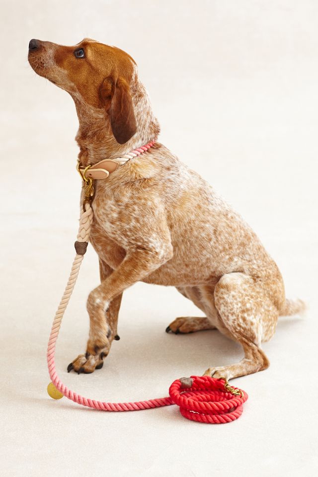 Ombre Leash Anthropologie