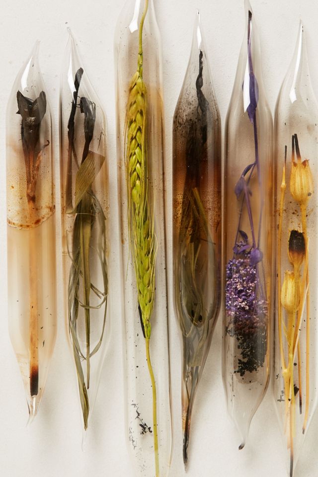 Encased Flowers, Six #1