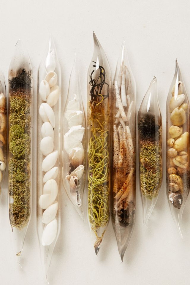 Encased Shells, Twelve #1