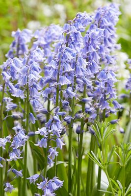 Wood Hyacinth Mix Bulbs
