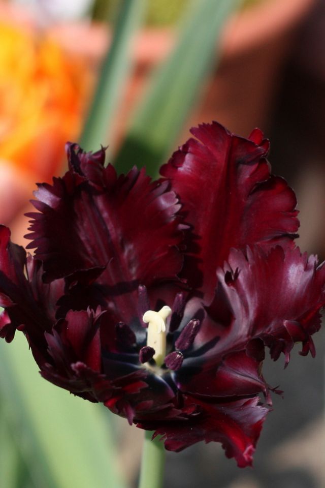 Tulip ‘Black Parrot’ Bulbs #1