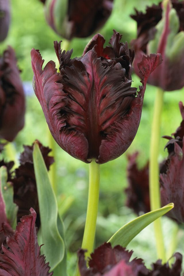 Tulip ‘Black Parrot’ Bulbs