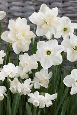 Narcissus White Mix Bulbs