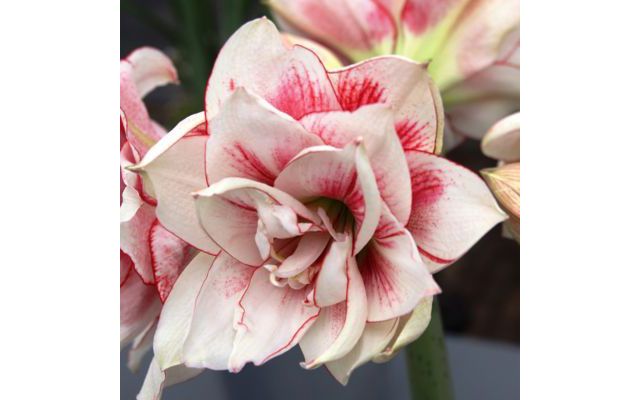 Elvas Amaryllis Bulb