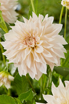 Terrain ‘cafe Au Lait' Dahlia Bulbs In White