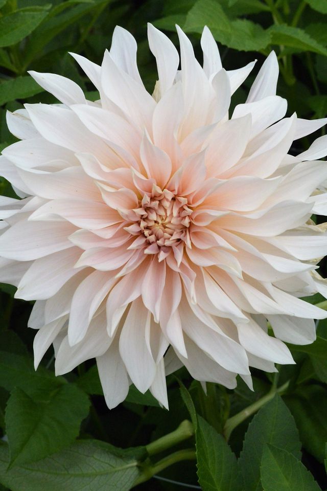Dahlia ‘Cafe Au Lait’ Tuber #3