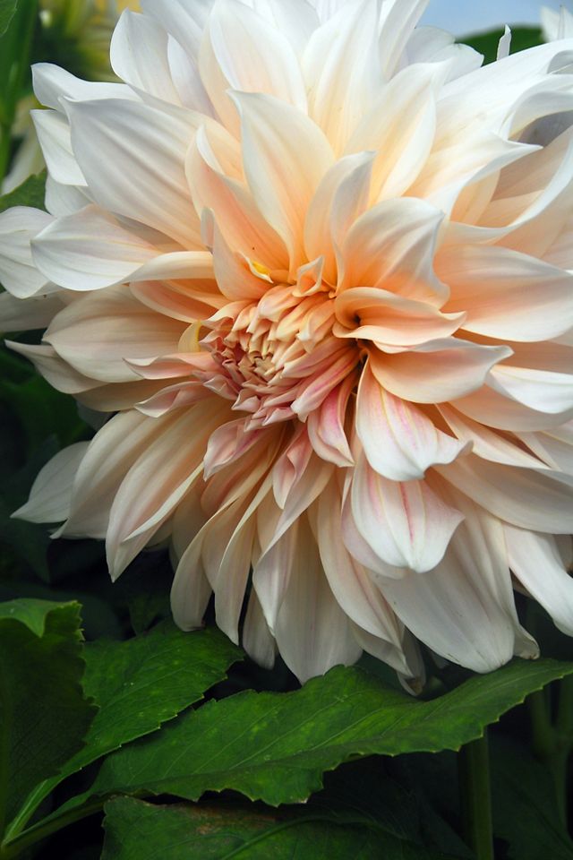 Dahlia ‘Cafe Au Lait’ Tuber #2