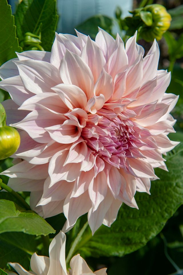 Dahlia ‘Cafe Au Lait’ Tuber #4