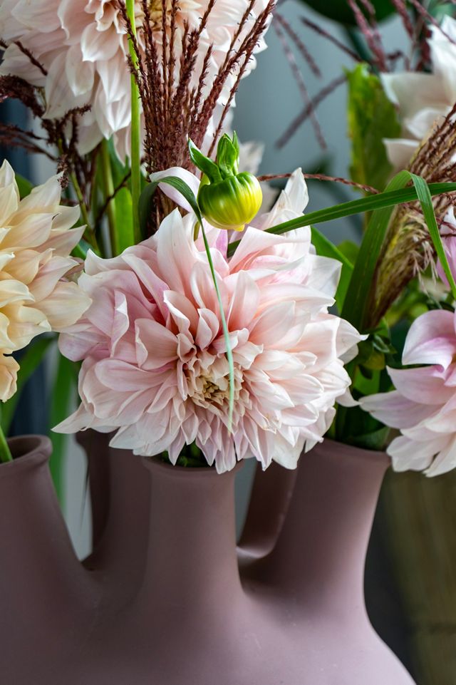 Dahlia ‘Cafe Au Lait’ Tuber #5