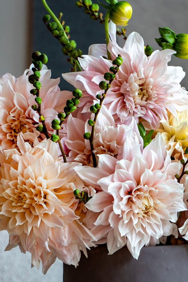 Dahlia ‘Cafe Au Lait’ Tuber #1