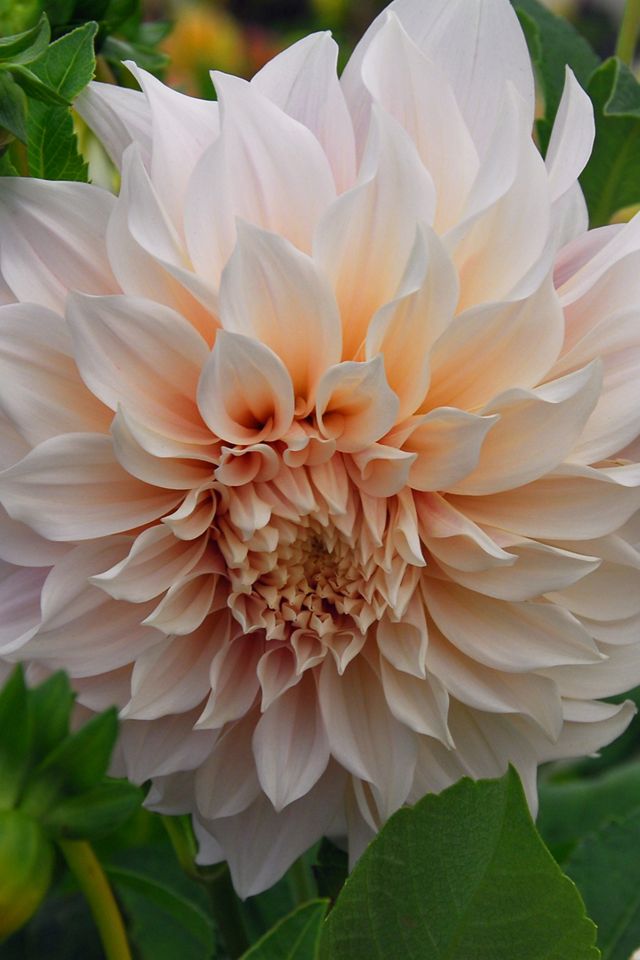 Dahlia ‘Cafe Au Lait’ Tuber #6