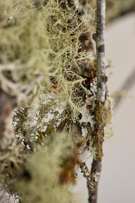 Moss & Lichen Branches - Thumbnail 4