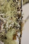 Moss & Lichen Branches #1