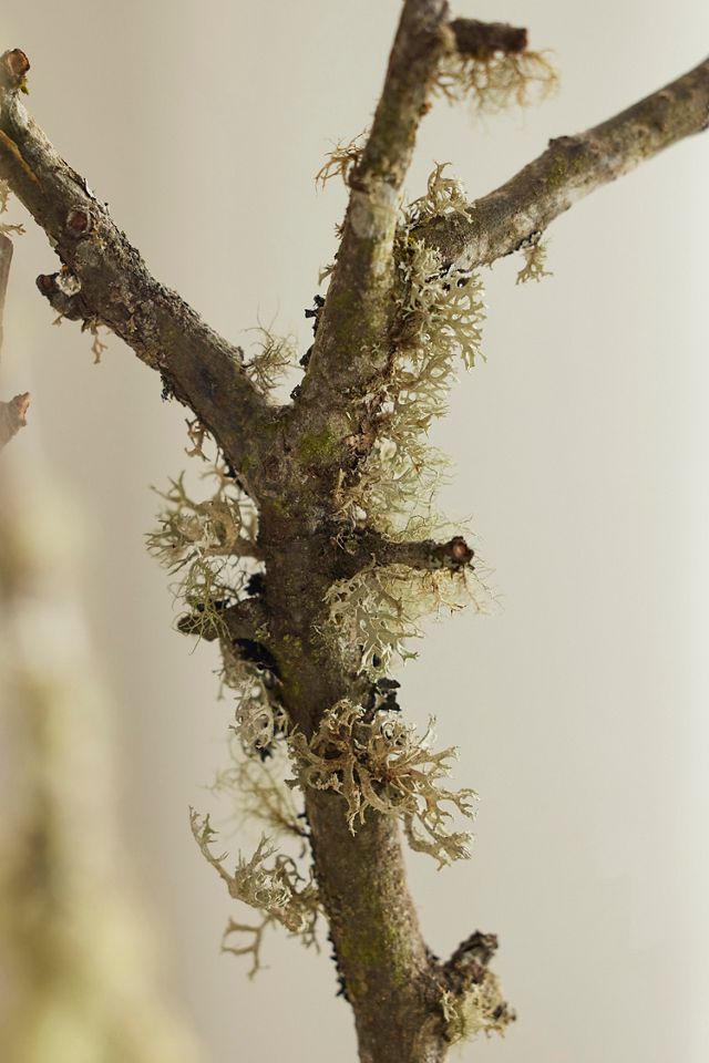 Moss & Lichen Branches #1