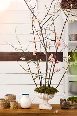 Quince Branches