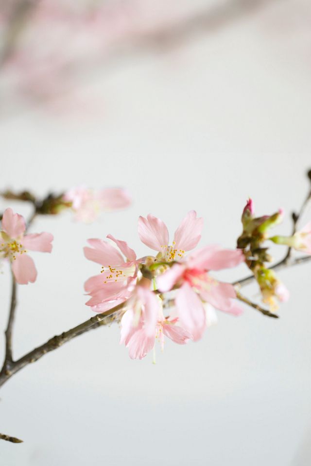 Quince Branches #1