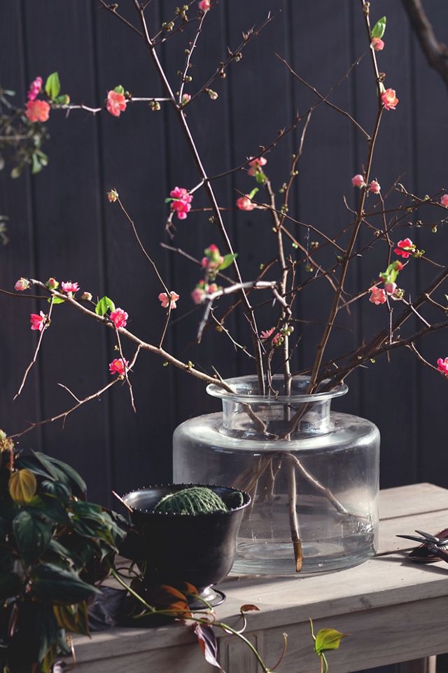 Quince Branches #9