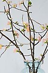 Quince Branches #1