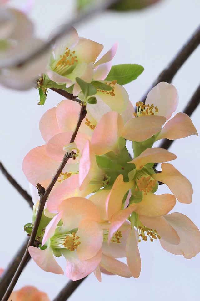 Quince Branches #3