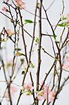 Quince Branches #2