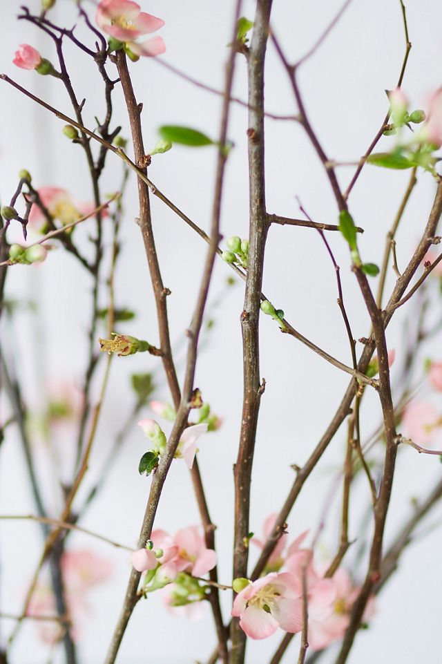 Quince Branches #8