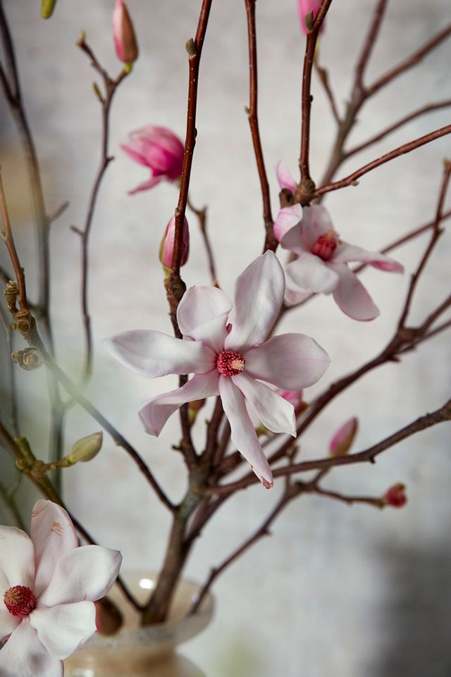 Tulip Magnolia Branches #9