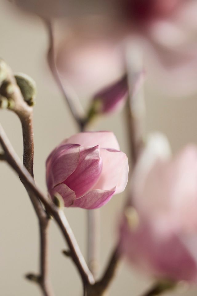 Tulip Magnolia Branches #4