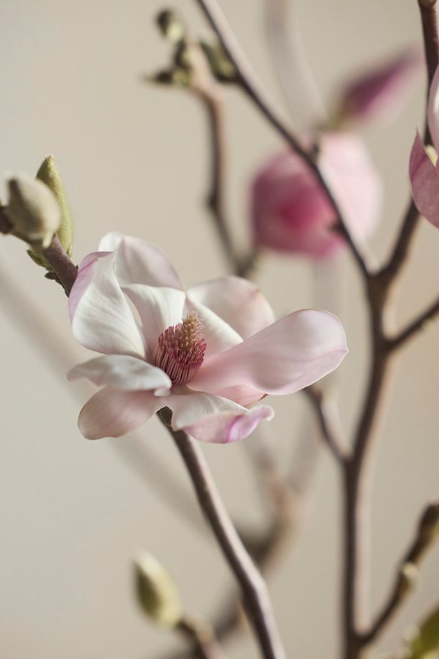 Tulip Magnolia Branches #1