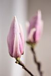 Tulip Magnolia Branches #4