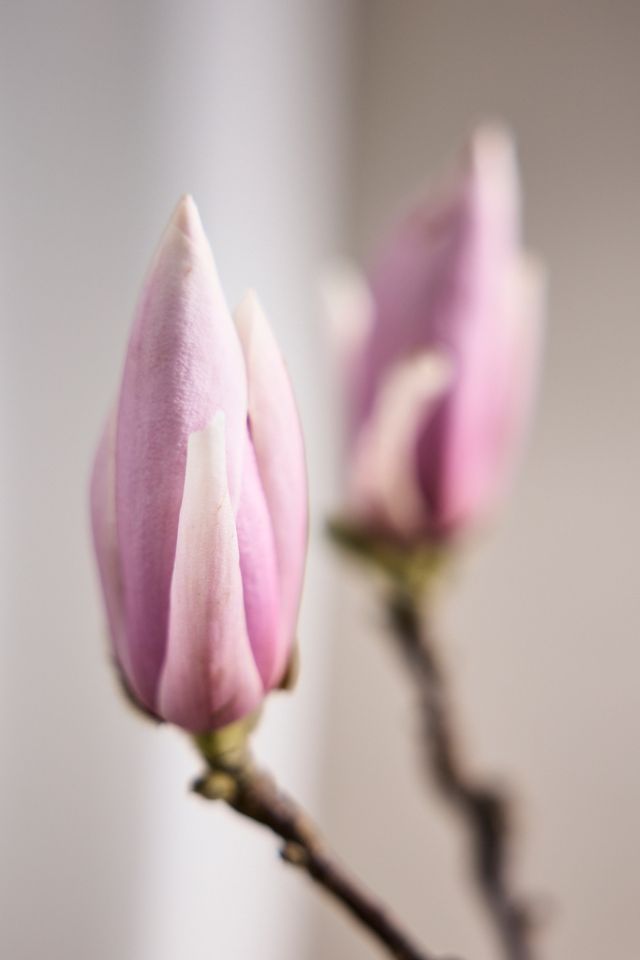 Tulip Magnolia Branches #10