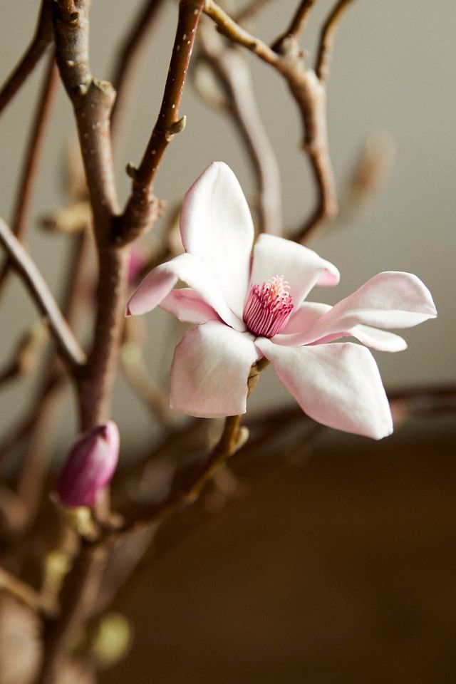 Tulip Magnolia Branches #2