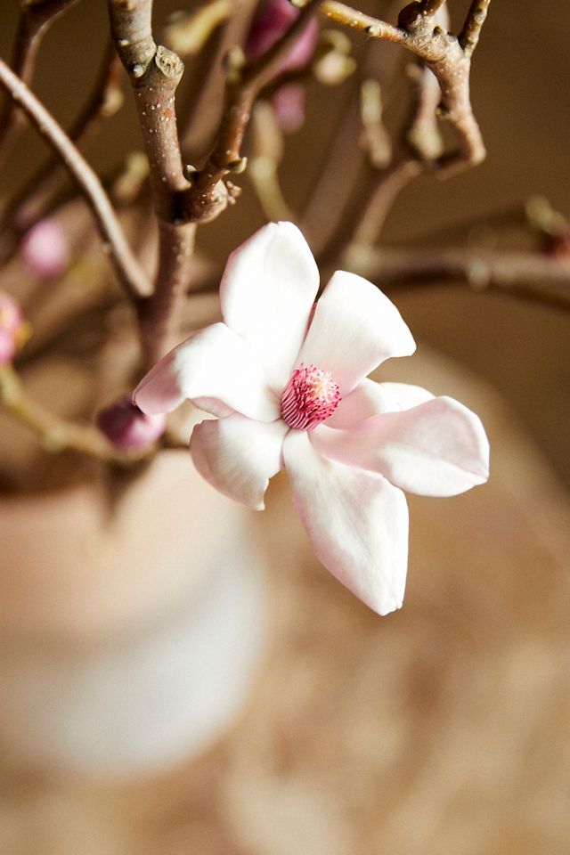Tulip Magnolia Branches #12