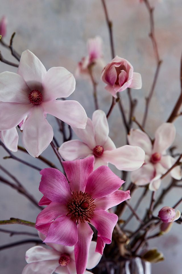 Tulip Magnolia Branches #6