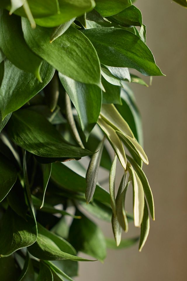 Fresh Ruscus + Olive Leaf Wreath #1