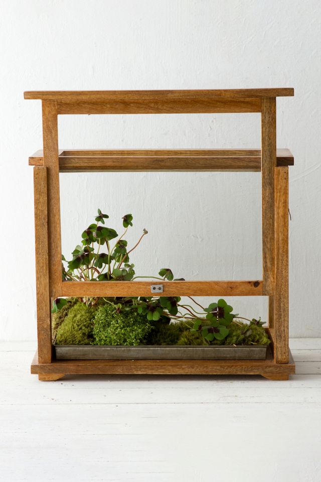 Specimen Case Terrarium #1